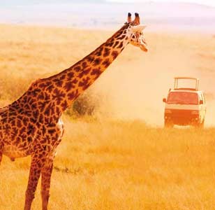 Giraffe and safari vehicle